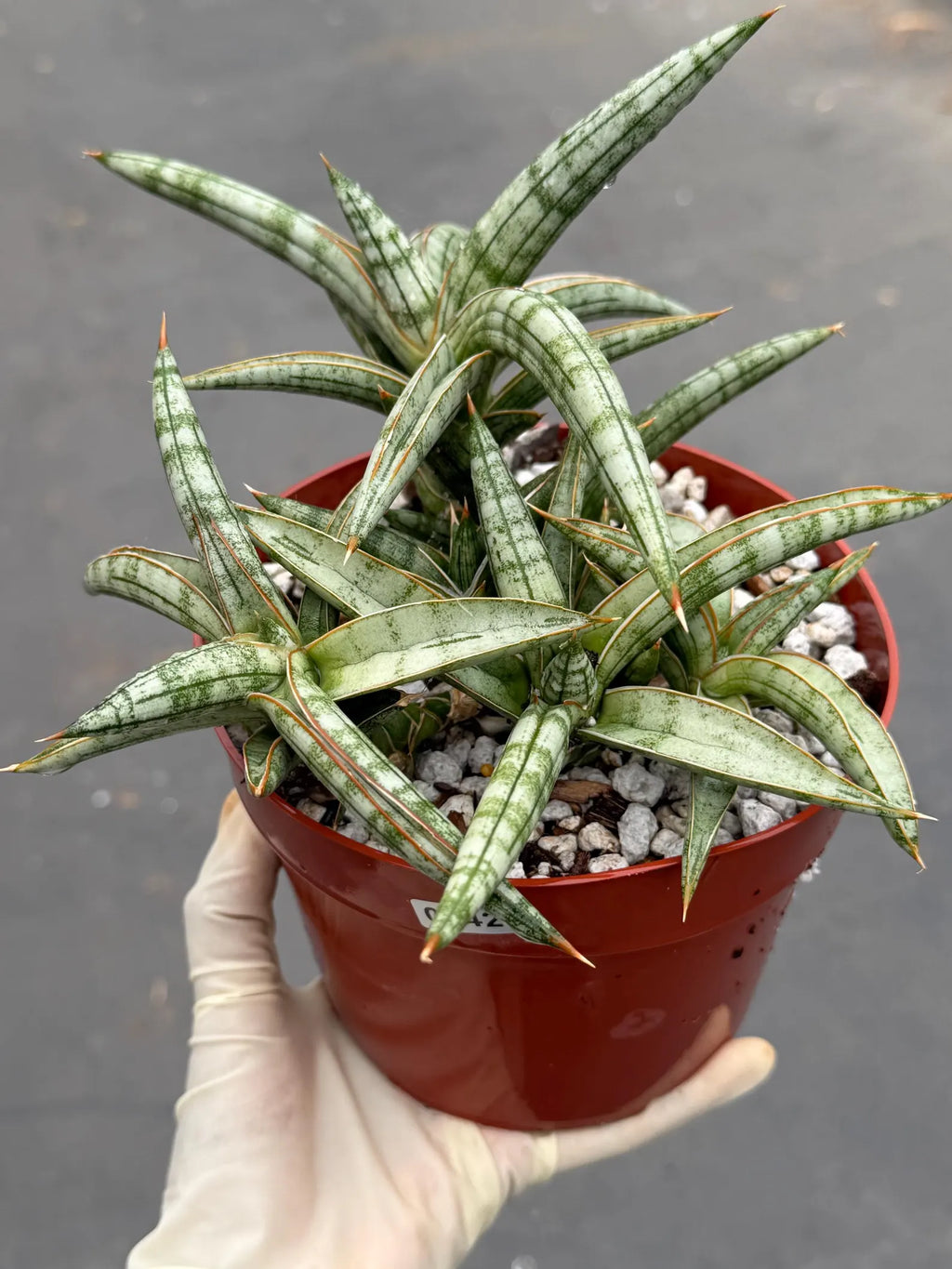 Sansevieria Suffruticosa Live Plant #242 | Rare Snake Plant | Easy Care Houseplant