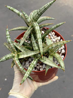 Sansevieria Suffruticosa Live Plant #242 | Rare Snake Plant | Easy Care Houseplant