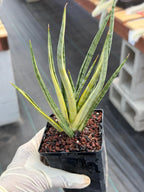 Sansevieria Bunlue Torch Variegated Rare Snake Plant – Live Houseplant