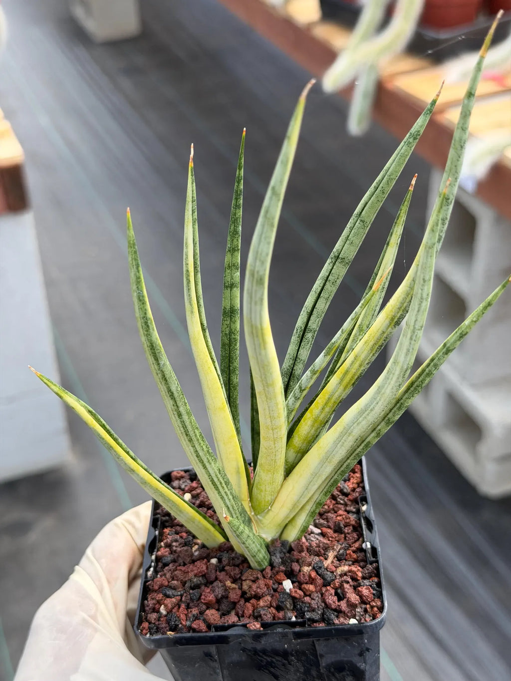 Sansevieria Bunlue Torch Variegated Rare Snake Plant – Live Houseplant