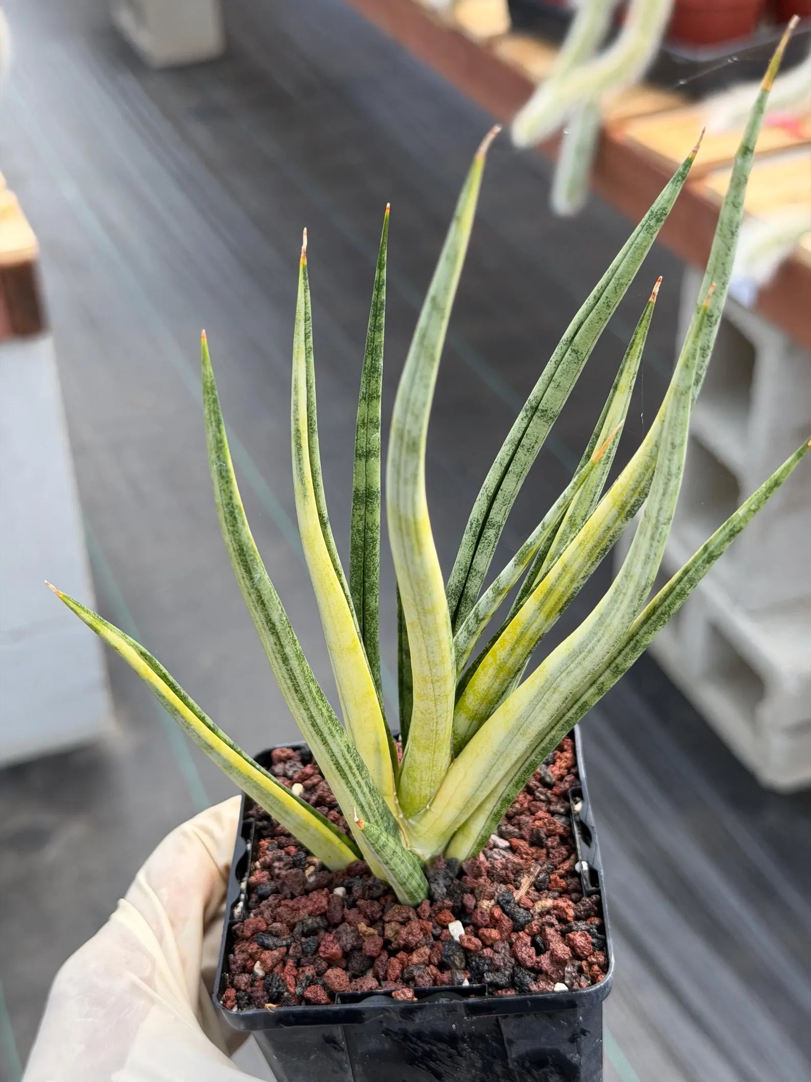 Sansevieria Bunlue Torch Variegated Rare Snake Plant – Live Houseplant