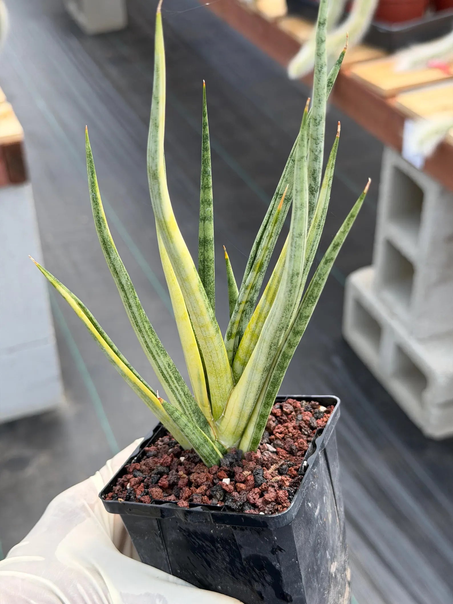Sansevieria Bunlue Torch Variegated Rare Snake Plant – Live Houseplant