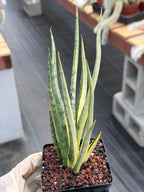 Sansevieria Bunlue Torch Variegated Rare Snake Plant – Live Houseplant