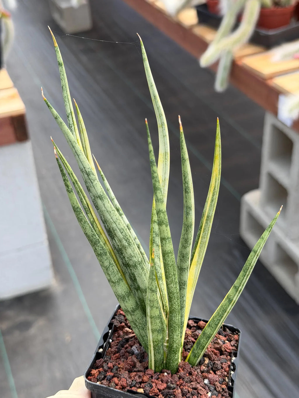 Sansevieria Bunlue Torch Variegated Rare Snake Plant – Live Houseplant