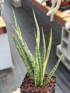 Sansevieria Bunlue Torch Variegated Rare Snake Plant – Live Houseplant