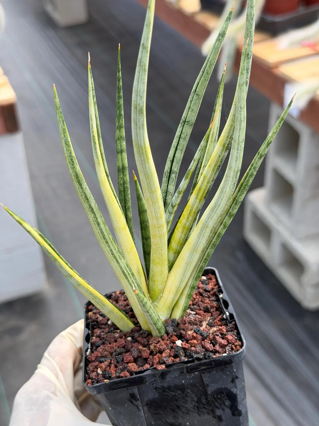 Sansevieria Bunlue Torch Variegated Rare Snake Plant – Live Houseplant