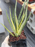 Sansevieria Bunlue Torch Variegated Rare Snake Plant – Live Houseplant
