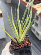Sansevieria Bunlue Torch Variegated Rare Snake Plant – Live Houseplant