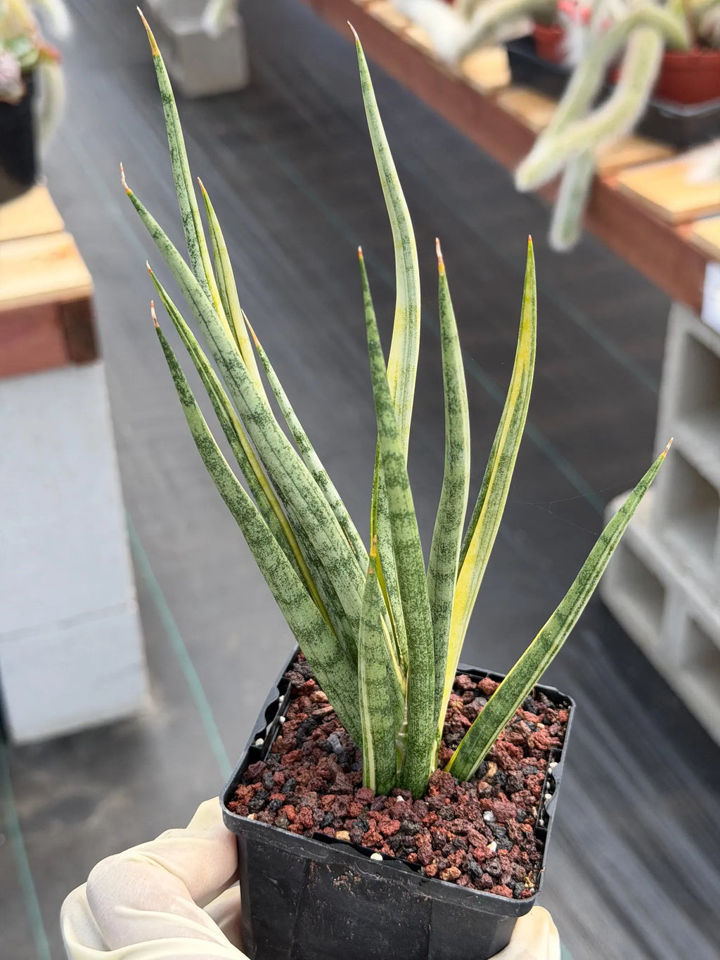 Sansevieria Bunlue Torch Variegated Rare Snake Plant – Live Houseplant
