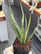 Sansevieria Bunlue Torch Variegated Rare Snake Plant – Live Houseplant