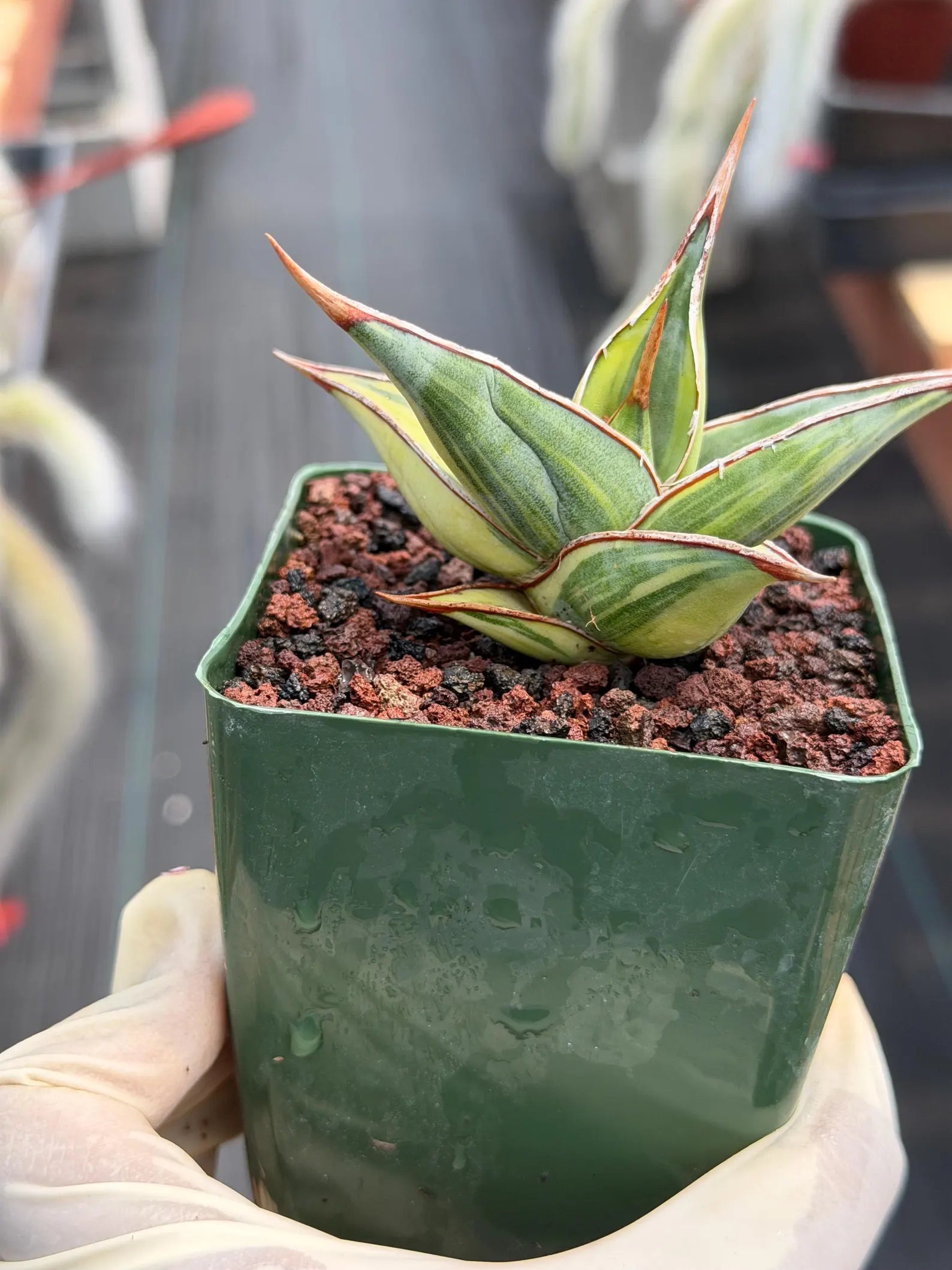 Variegated Sansevieria Pinguicula | Rare Snake Plant | Easy Care Live Houseplant #257
