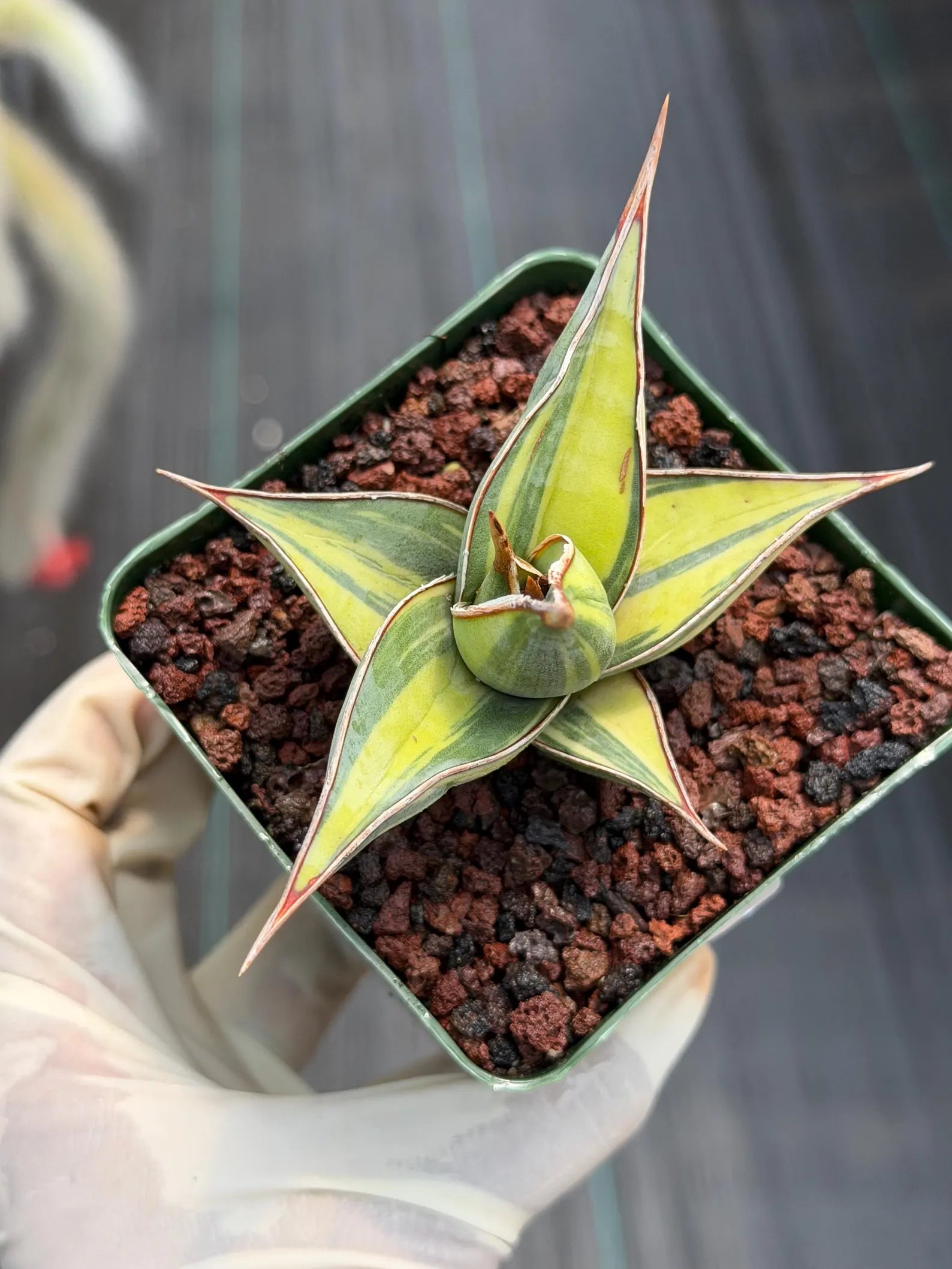 Variegated Sansevieria Pinguicula | Rare Snake Plant | Easy Care Live Houseplant #257