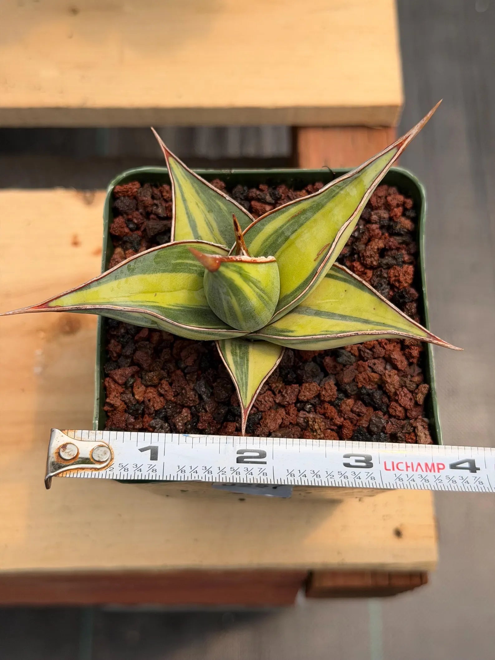 Variegated Sansevieria Pinguicula | Rare Snake Plant | Easy Care Live Houseplant #257
