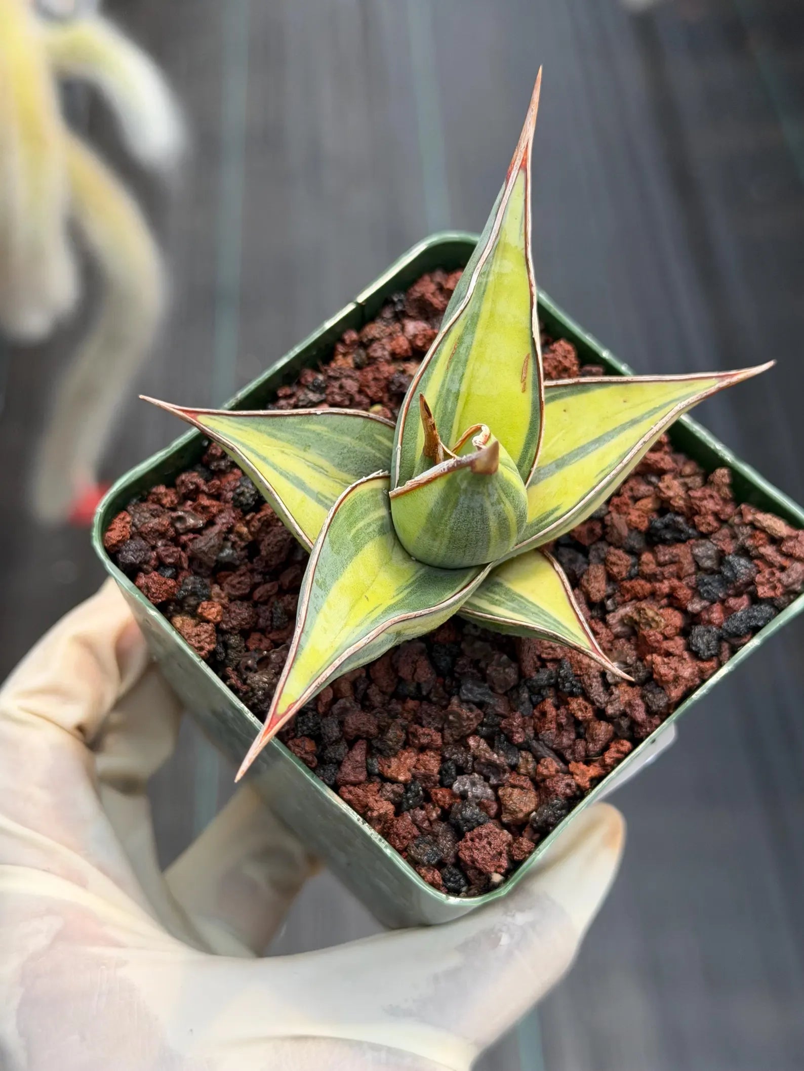 Variegated Sansevieria Pinguicula | Rare Snake Plant | Easy Care Live Houseplant #257