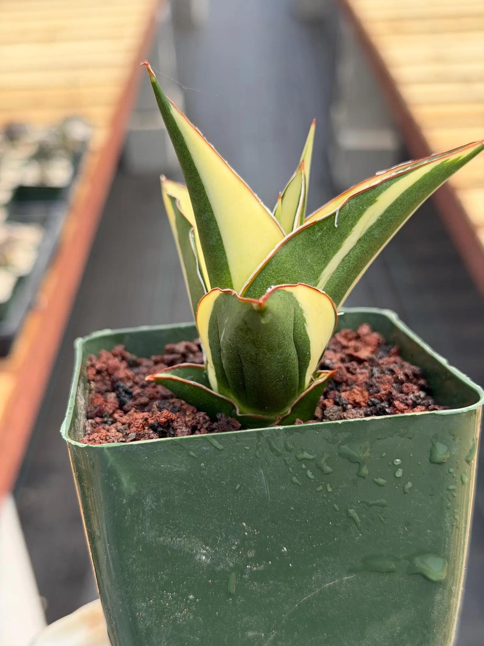 Variegated Sansevieria Tower #205 | Rare Snake Plant | Easy Care Live Houseplant