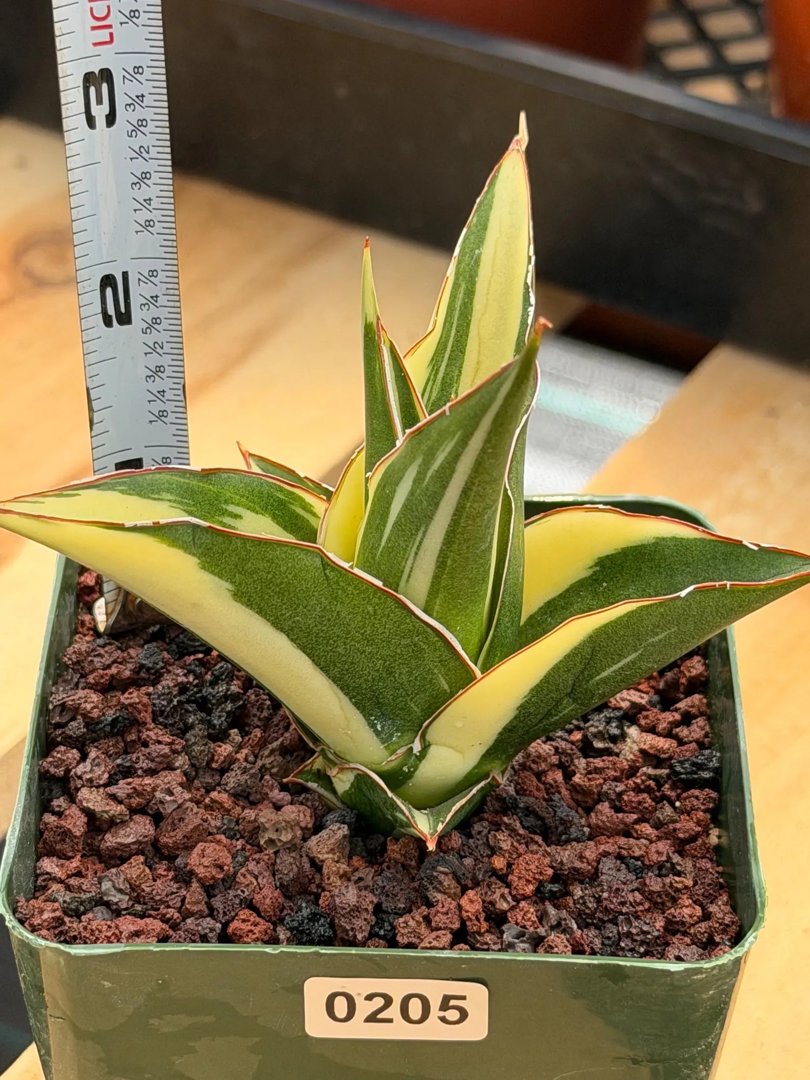 Variegated Sansevieria Tower #205 | Rare Snake Plant | Easy Care Live Houseplant