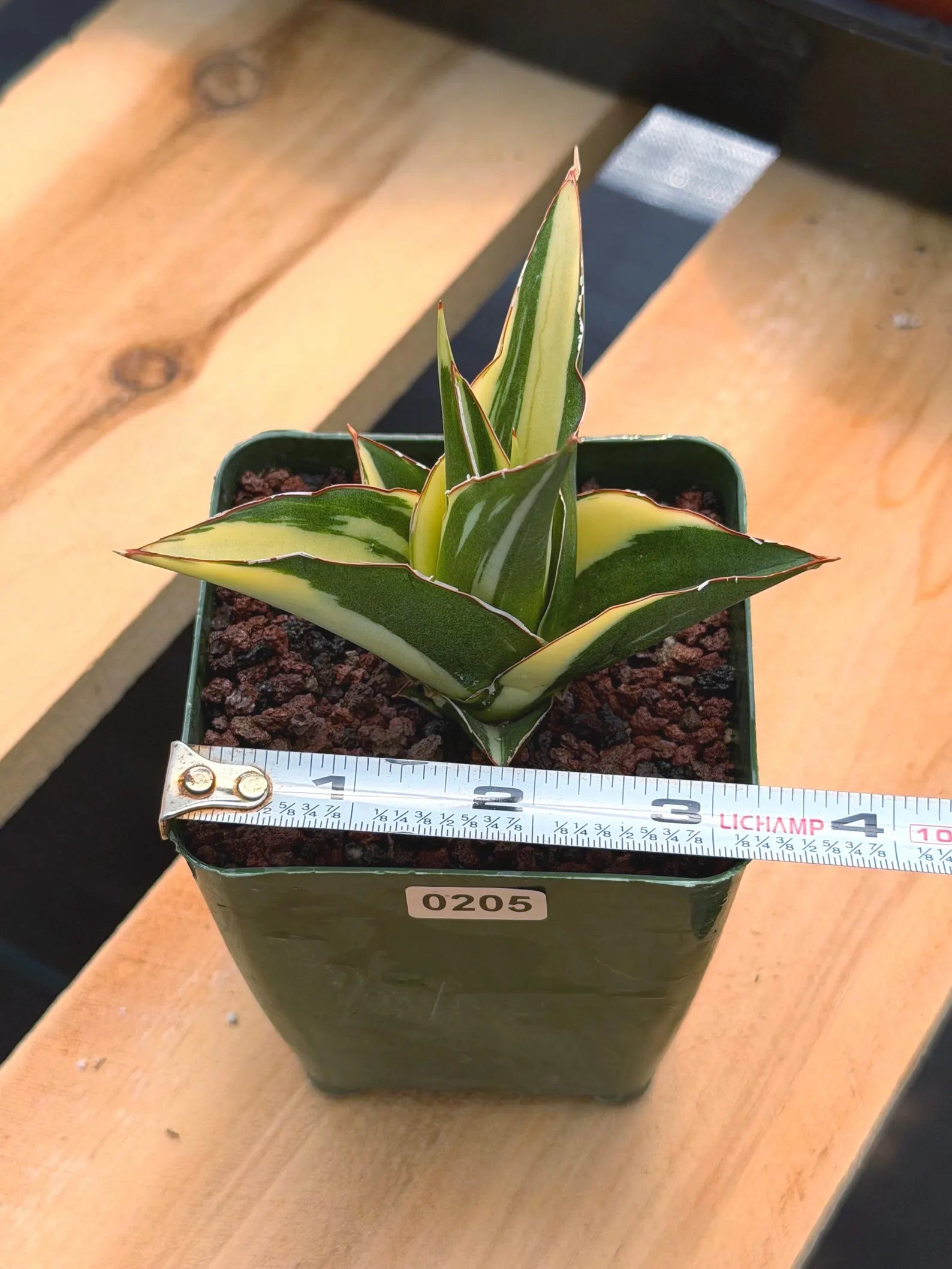 Variegated Sansevieria Tower #205 | Rare Snake Plant | Easy Care Live Houseplant