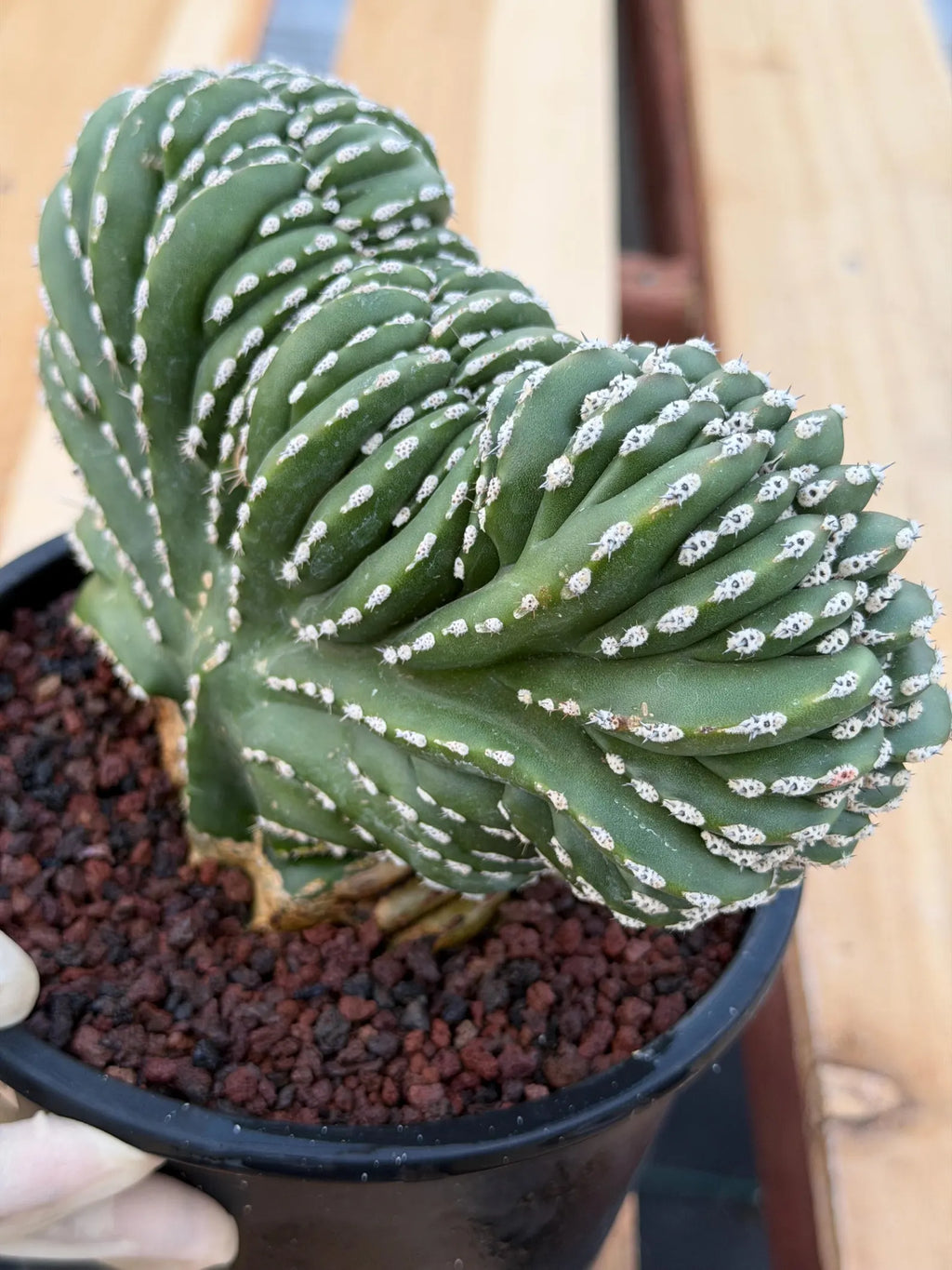 Crested Mexican Fence post | Rare Pachycereus Cristata Live Plant