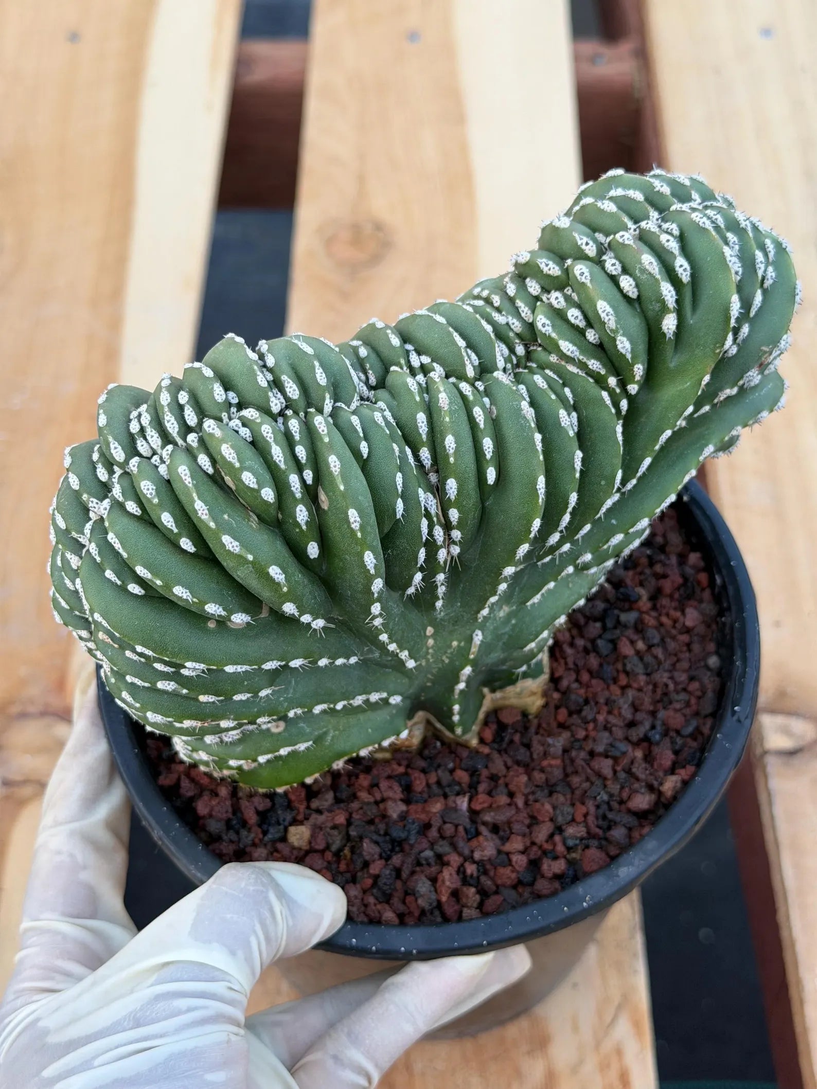 Crested Mexican Fence post | Rare Pachycereus Cristata Live Plant