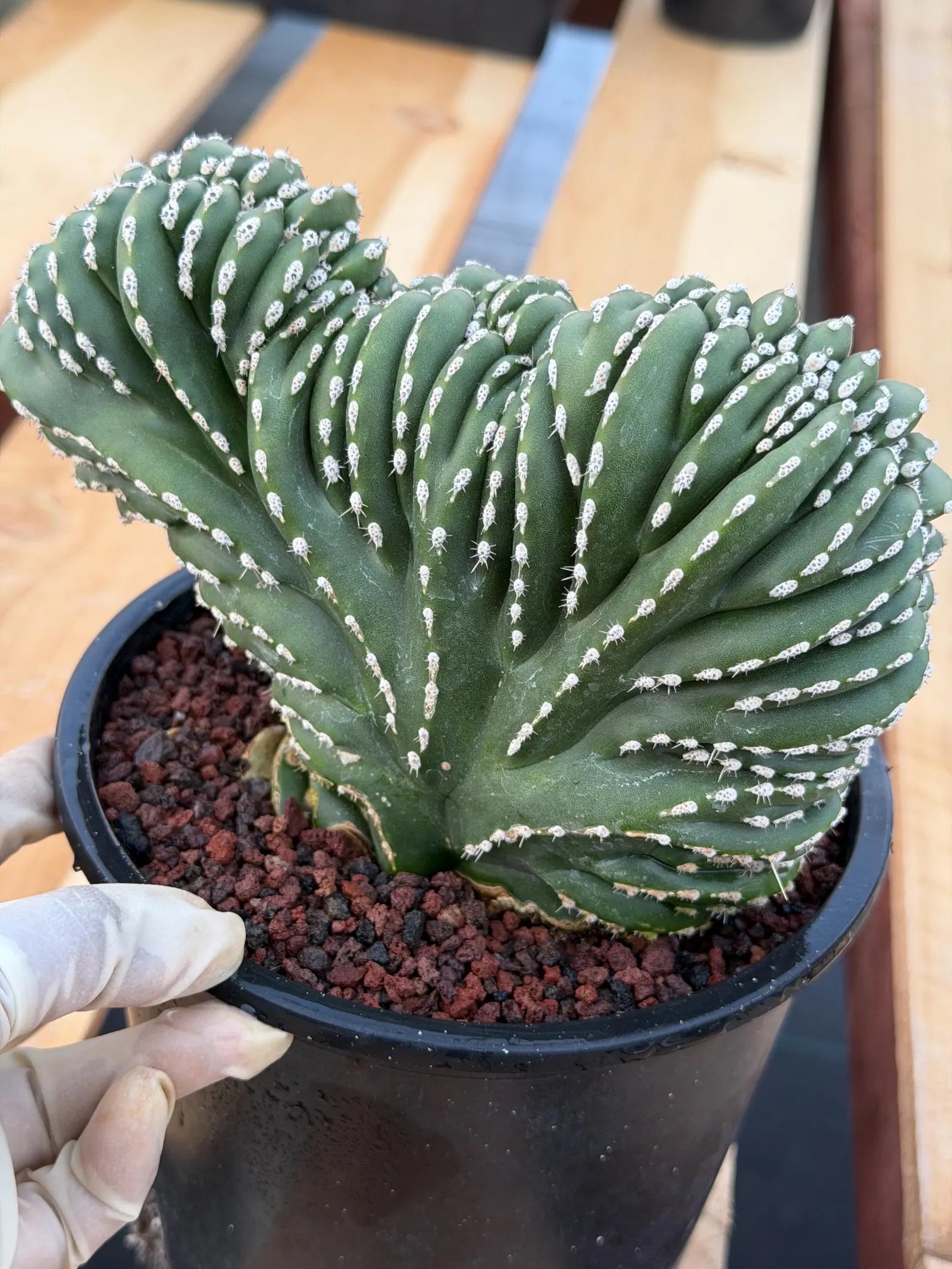Crested Mexican Fence post | Rare Pachycereus Cristata Live Plant
