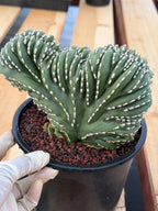 Crested Mexican Fence post | Rare Pachycereus Cristata Live Plant