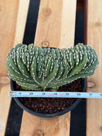 Crested Mexican Fence post | Rare Pachycereus Cristata Live Plant