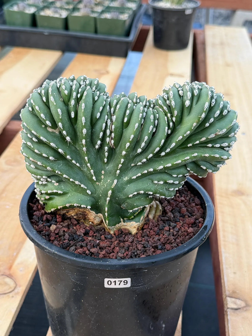 Crested Mexican Fence post | Rare Pachycereus Cristata Live Plant