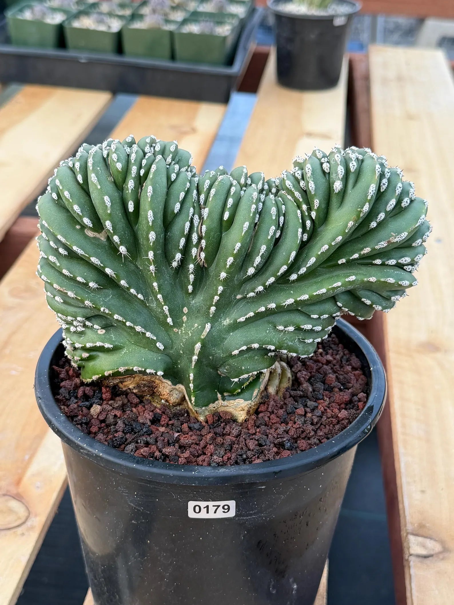 Crested Mexican Fence post | Rare Pachycereus Cristata Live Plant