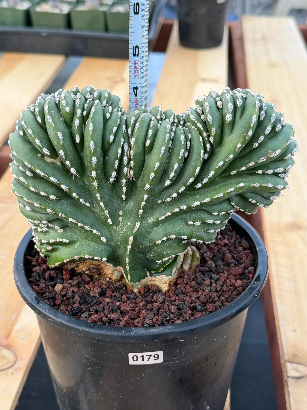 Crested Mexican Fence post | Rare Pachycereus Cristata Live Plant