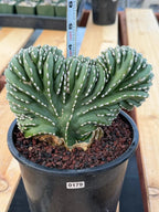 Crested Mexican Fence post | Rare Pachycereus Cristata Live Plant