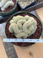 Crested Mammillaria | Rare Collector Cactus | Live Plant #379