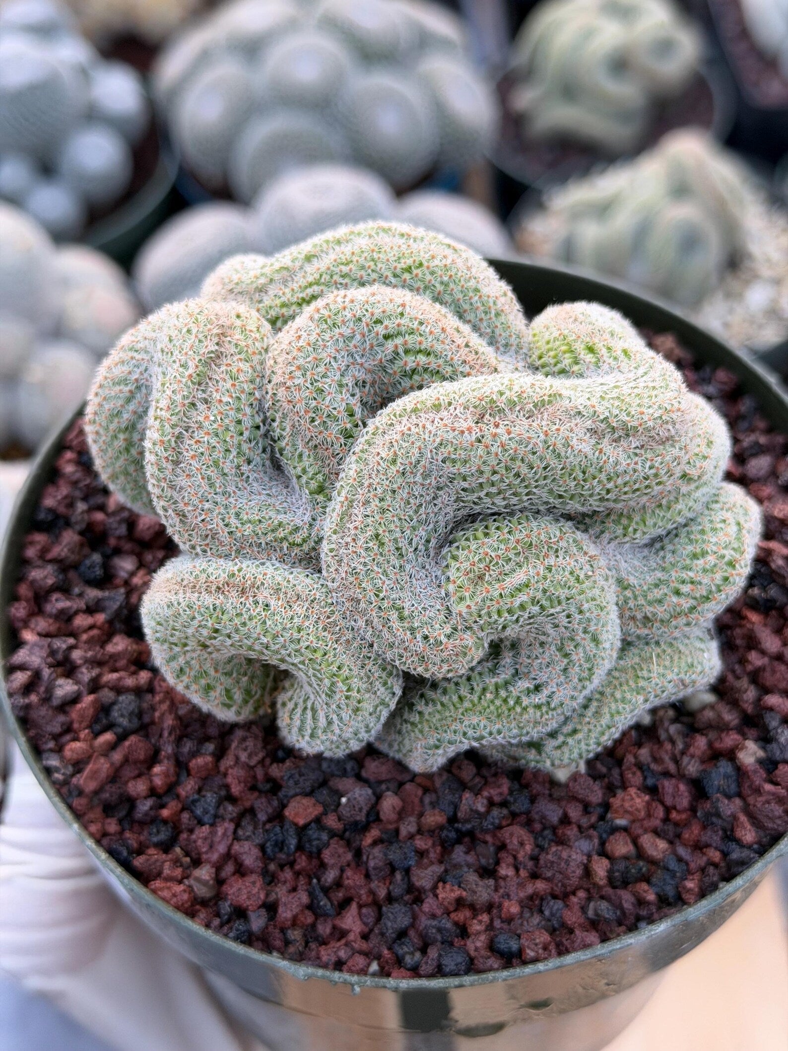 Crested Mammillaria | Rare Collector Cactus | Live Plant #379