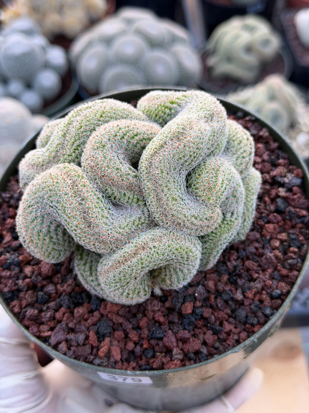 Crested Mammillaria | Rare Collector Cactus | Live Plant #379