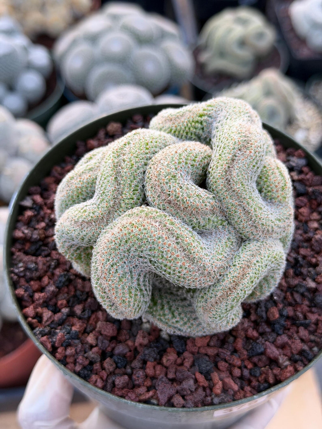 Crested Mammillaria | Rare Collector Cactus | Live Plant #379