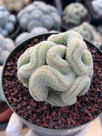 Crested Mammillaria | Rare Collector Cactus | Live Plant #379