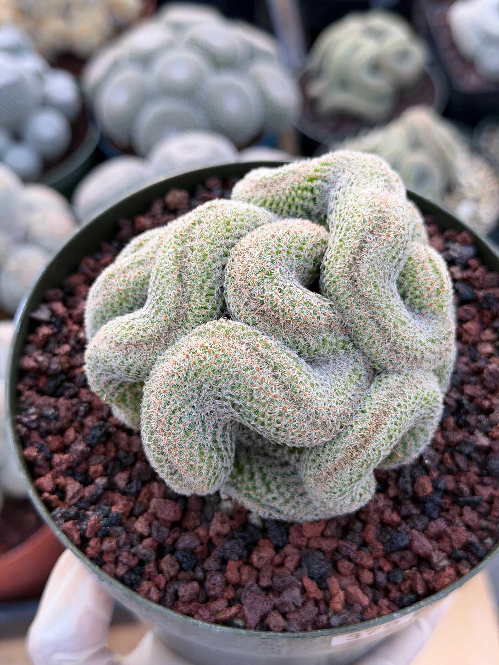 Crested Mammillaria | Rare Collector Cactus | Live Plant #379