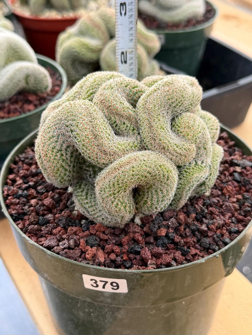 Crested Mammillaria | Rare Collector Cactus | Live Plant #379