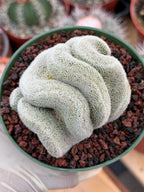 Crested Mammillaria Perbella Live Cactus | Thick Crested Rare Plant | Exact Plant #206
