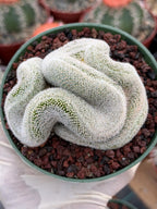 Crested Mammillaria Perbella Live Cactus | Thick Crested Rare Plant | Exact Plant #206