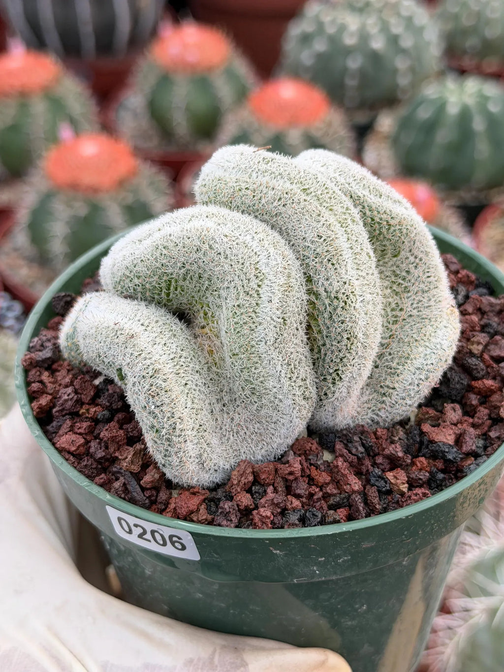 Crested Mammillaria Perbella Live Cactus | Thick Crested Rare Plant | Exact Plant #206