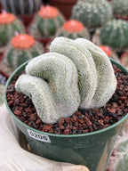 Crested Mammillaria Perbella Live Cactus | Thick Crested Rare Plant | Exact Plant #206