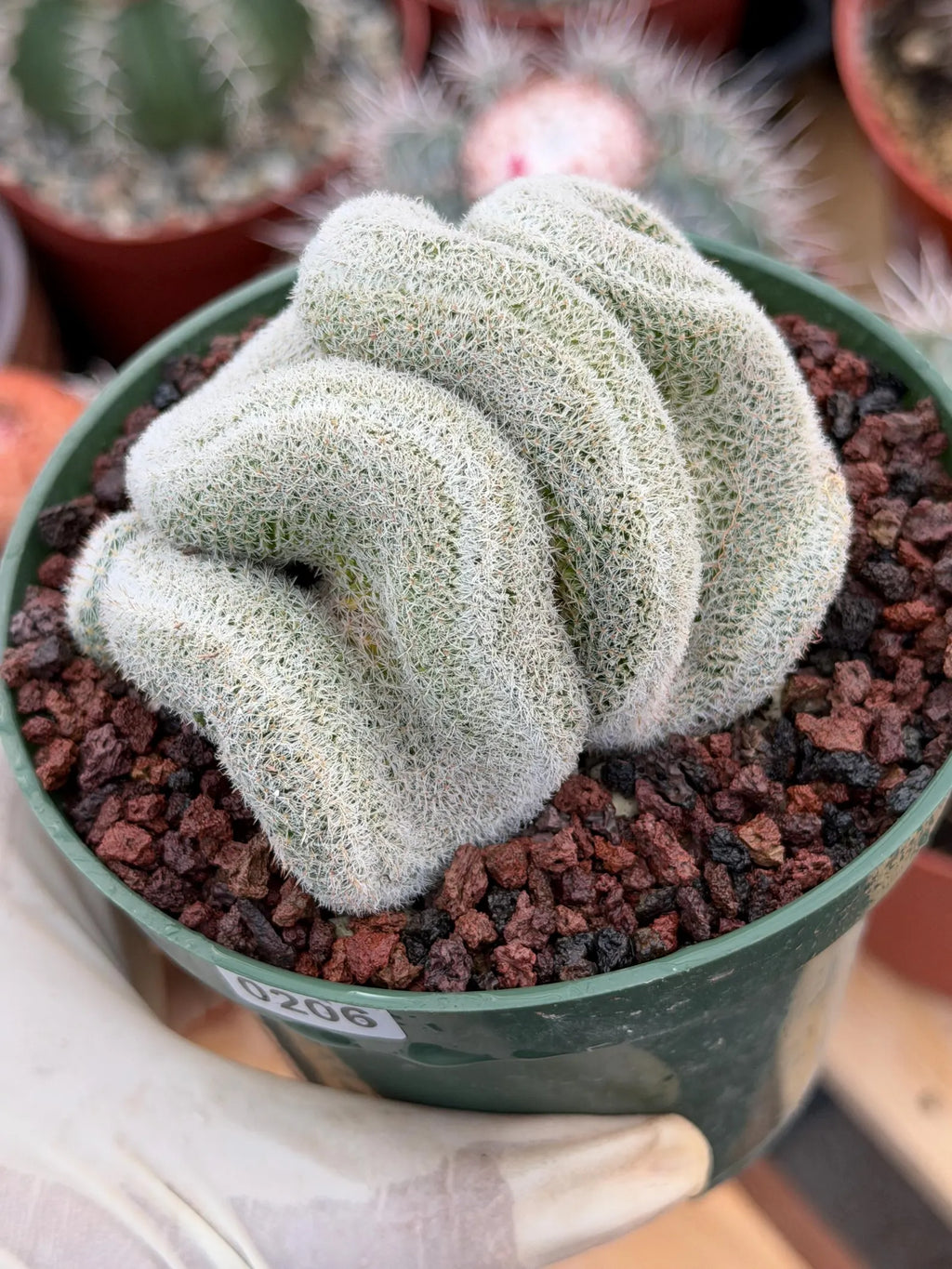 Crested Mammillaria Perbella Live Cactus | Thick Crested Rare Plant | Exact Plant #206