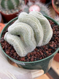 Crested Mammillaria Perbella Live Cactus | Thick Crested Rare Plant | Exact Plant #206