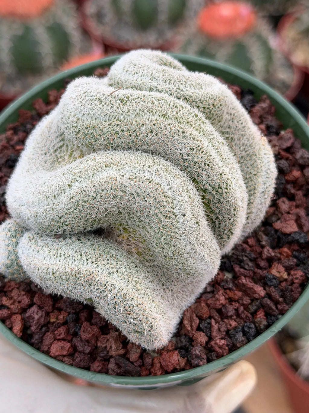 Crested Mammillaria Perbella Live Cactus | Thick Crested Rare Plant | Exact Plant #206