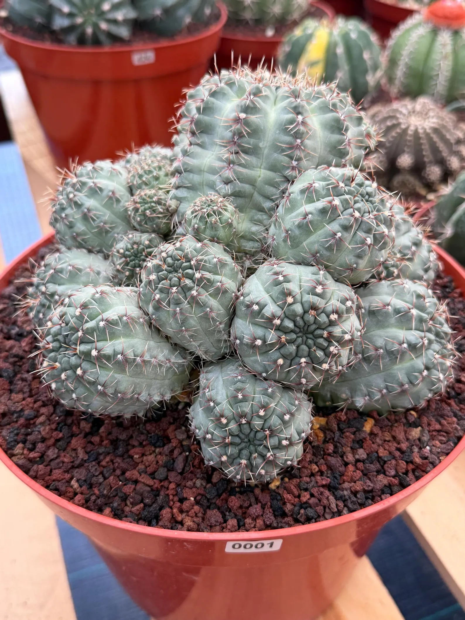 Large Gymnocalycium Baldianum Cluster | Rare Seed‑Grown Live Cactus Plant #1