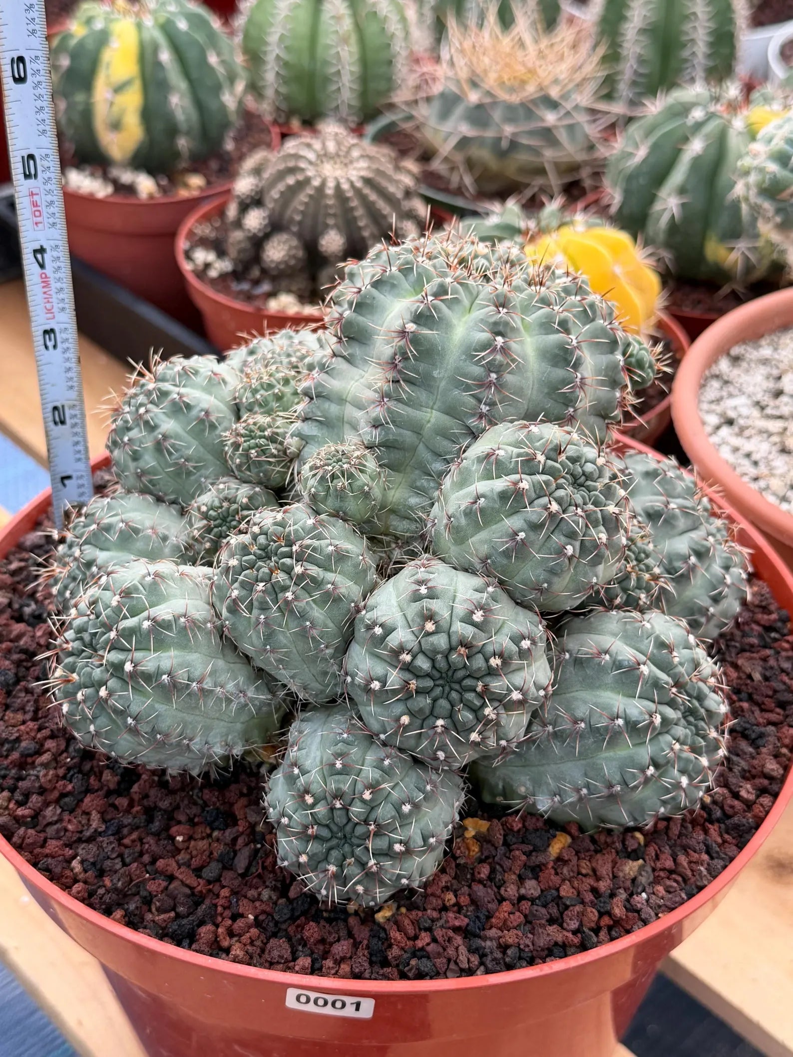 Large Gymnocalycium Baldianum Cluster | Rare Seed‑Grown Live Cactus Plant #1