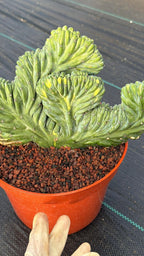 Variegated Crested Blue Myrtle Cactus – Rare Fan-Shaped Specimen | Collector's Plant #634