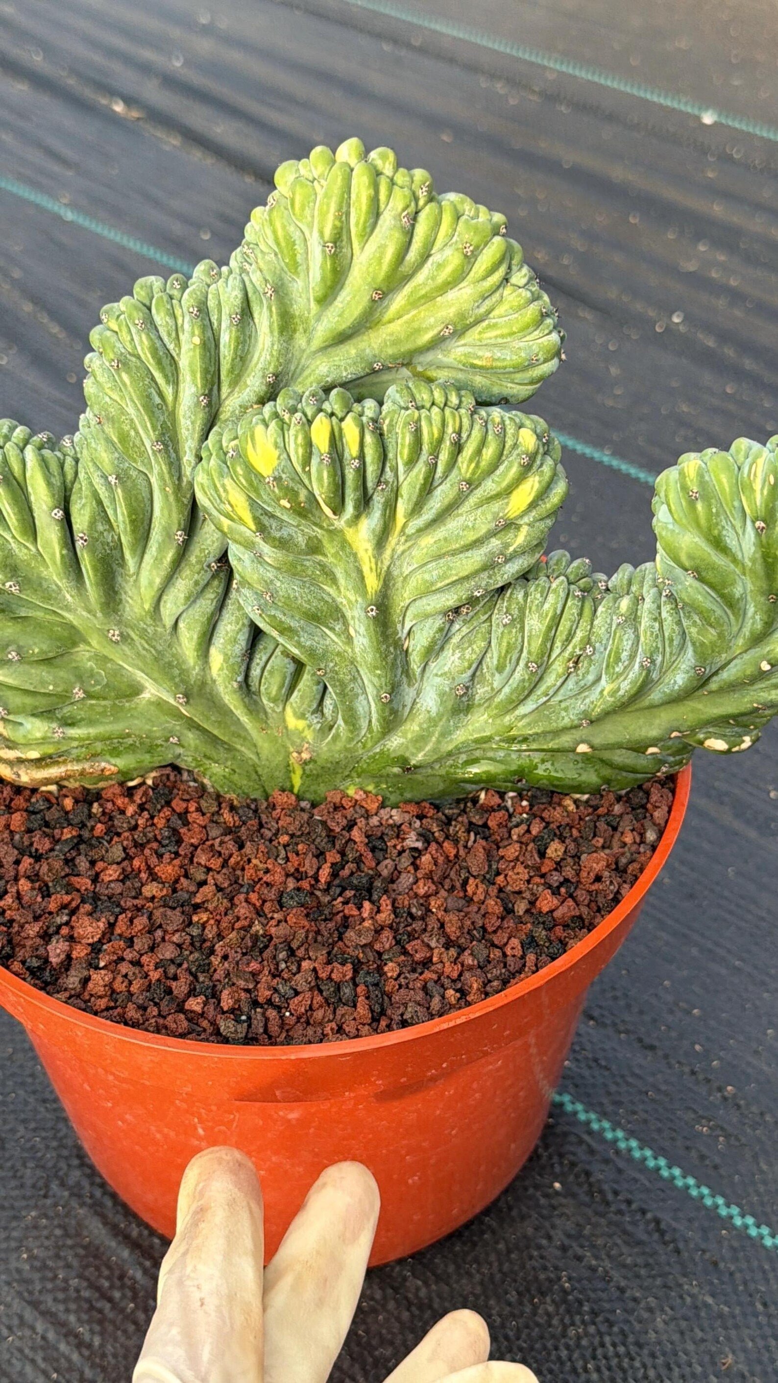 Variegated Crested Blue Myrtle Cactus – Rare Fan-Shaped Specimen | Collector's Plant #634
