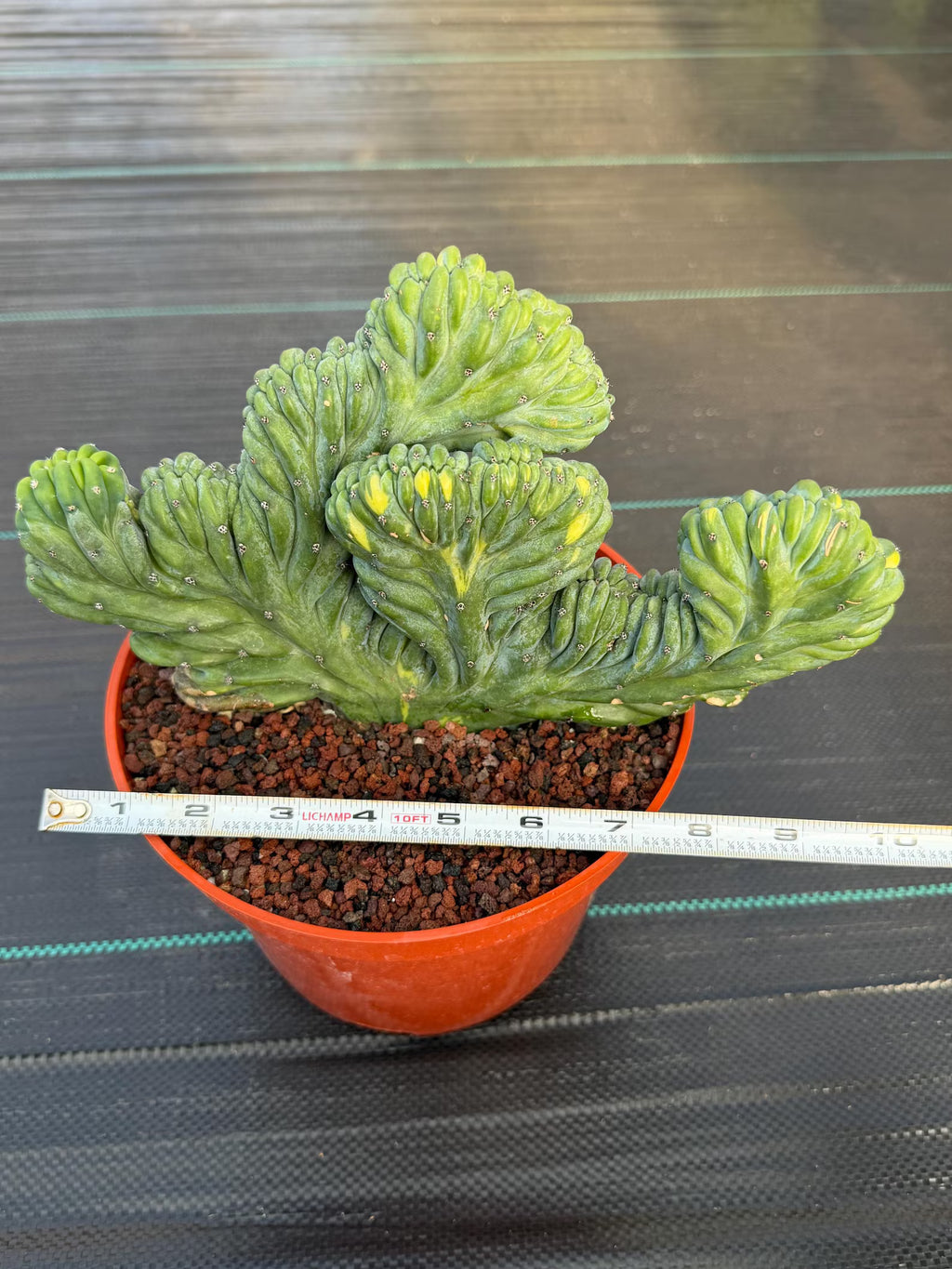 Variegated Crested Blue Myrtle Cactus – Rare Fan-Shaped Specimen | Collector's Plant #634