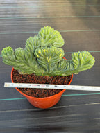 Variegated Crested Blue Myrtle Cactus – Rare Fan-Shaped Specimen | Collector's Plant #634